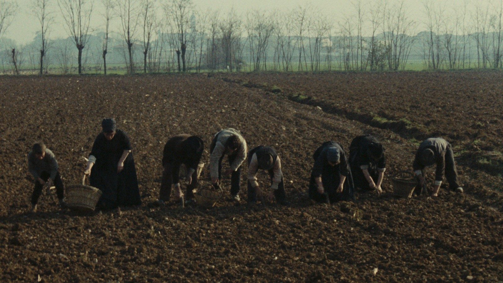 L'albero degli zoccoli
